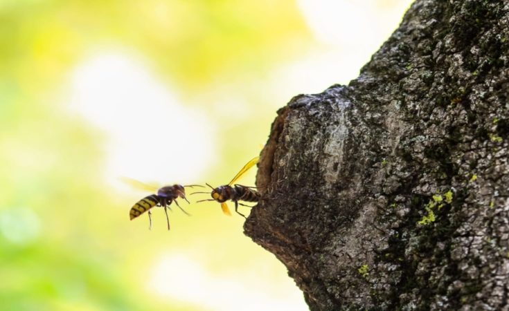 Wat te doen als je gestoken bent door een wesp