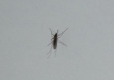 Wat de doen tegen muggen